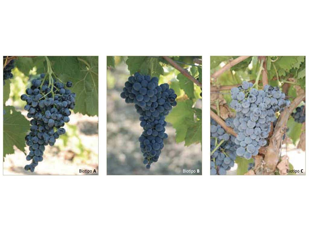 Caratteristiche enologiche dei tre biotipi di nero d’Avola e il profilo&nbsp;sensoriale