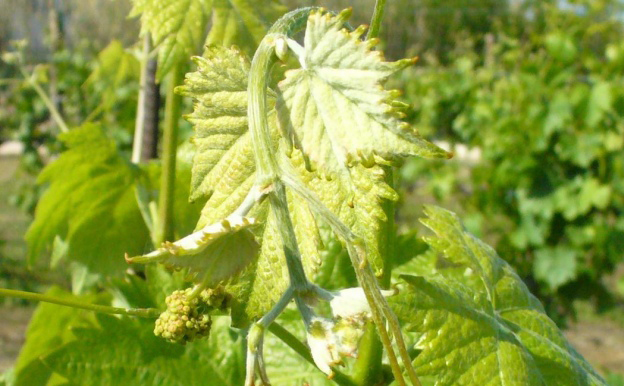 Fenologia, vigoria, produttività