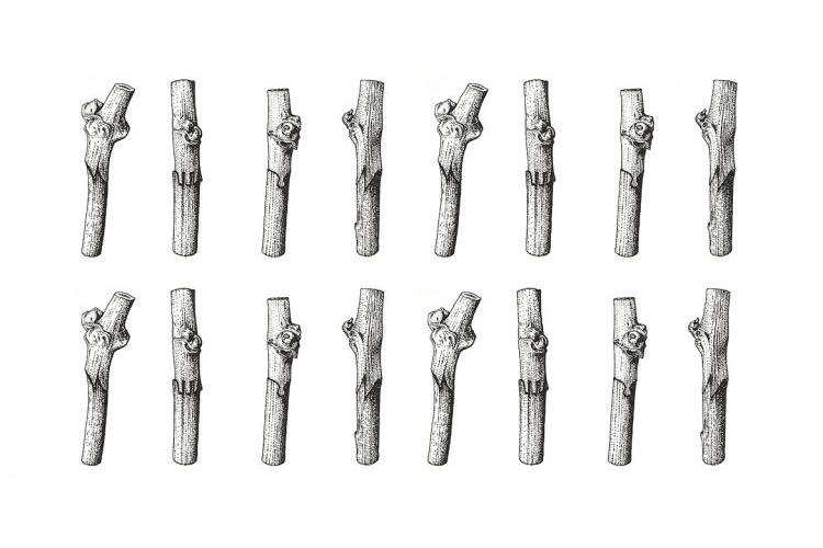 Tipo di potatura, tolleranza alle avversità, portainnesti, cinetiche di&nbsp;maturazione